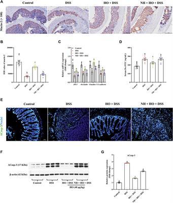 Central administration of human opiorphin alleviates dextran sodium sulfate-induced colitis in mice through activation of the endogenous opioid system